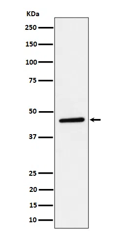 TAPP1 Rabbit Monoclonal Antibody - Size: 50µl