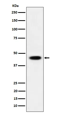AdSS2 Rabbit Monoclonal Antibody - Size: 100µl