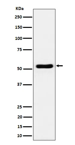 GPRC5B Rabbit Monoclonal Antibody - Size: 100µl