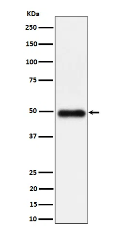 NgR3 Rabbit Monoclonal Antibody - Size: 50µl
