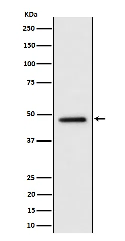 TOR4A Rabbit Monoclonal Antibody - Size: 50µl