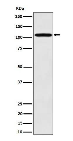 Nup107 Rabbit Monoclonal Antibody - Size: 50µl