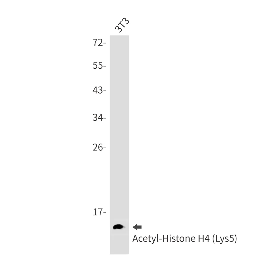 Acetyl-Histone H4 (Lys5) Rabbit Monoclonal Antibody - Size: 50µl