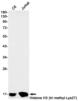 TriMethyl-Histone H3 (Lys27) Rabbit Monoclonal Antibody - Size: 100µl