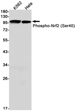 Phospho-Nrf2 (Ser40) Rabbit Monoclonal Antibody - Size: 100µl