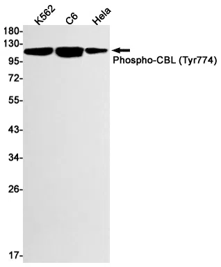 Phospho-CBL (Tyr774) Rabbit Monoclonal Antibody - Size: 50µl