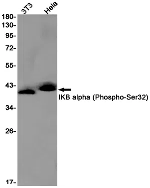 Phospho-IKB alpha (Ser32) Rabbit Monoclonal Antibody - Size: 100µl