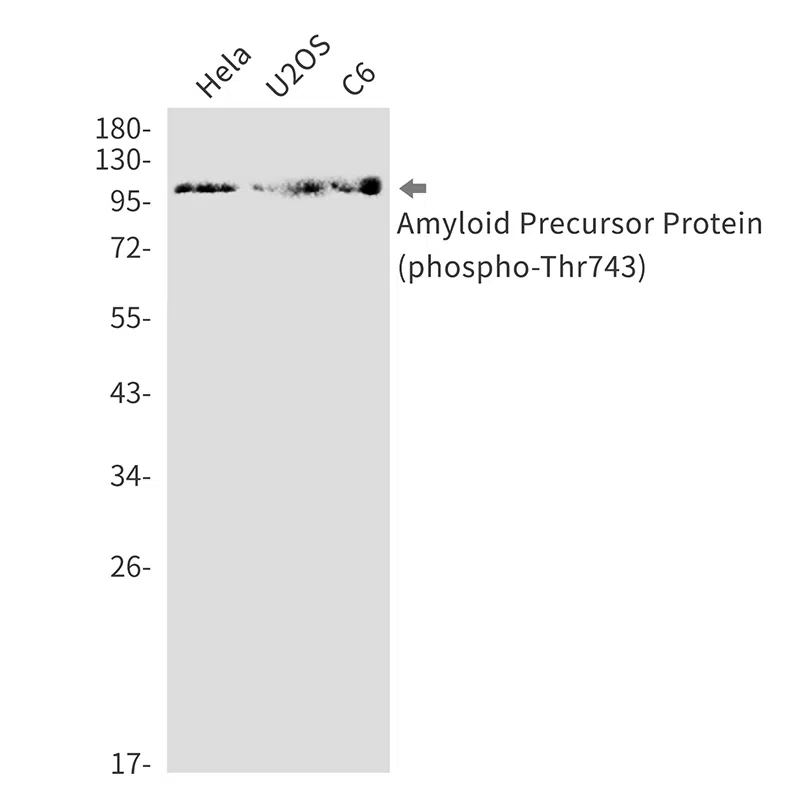 Phospho-Amyloid Precursor Protein (Thr743) Rabbit Monoclonal Antibody - 
