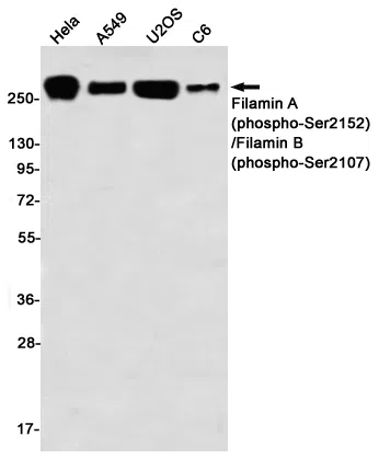 Phospho-Filamin A/B (Ser2152/Ser2107) Rabbit Monoclonal Antibody - Size: