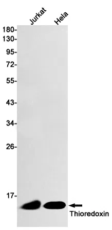 Thioredoxin Rabbit Monoclonal Antibody - Size: 100µl