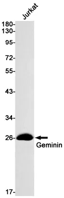 Geminin Rabbit Monoclonal Antibody