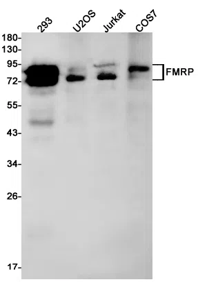FMRP Rabbit Monoclonal Antibody - Size: 100µl
