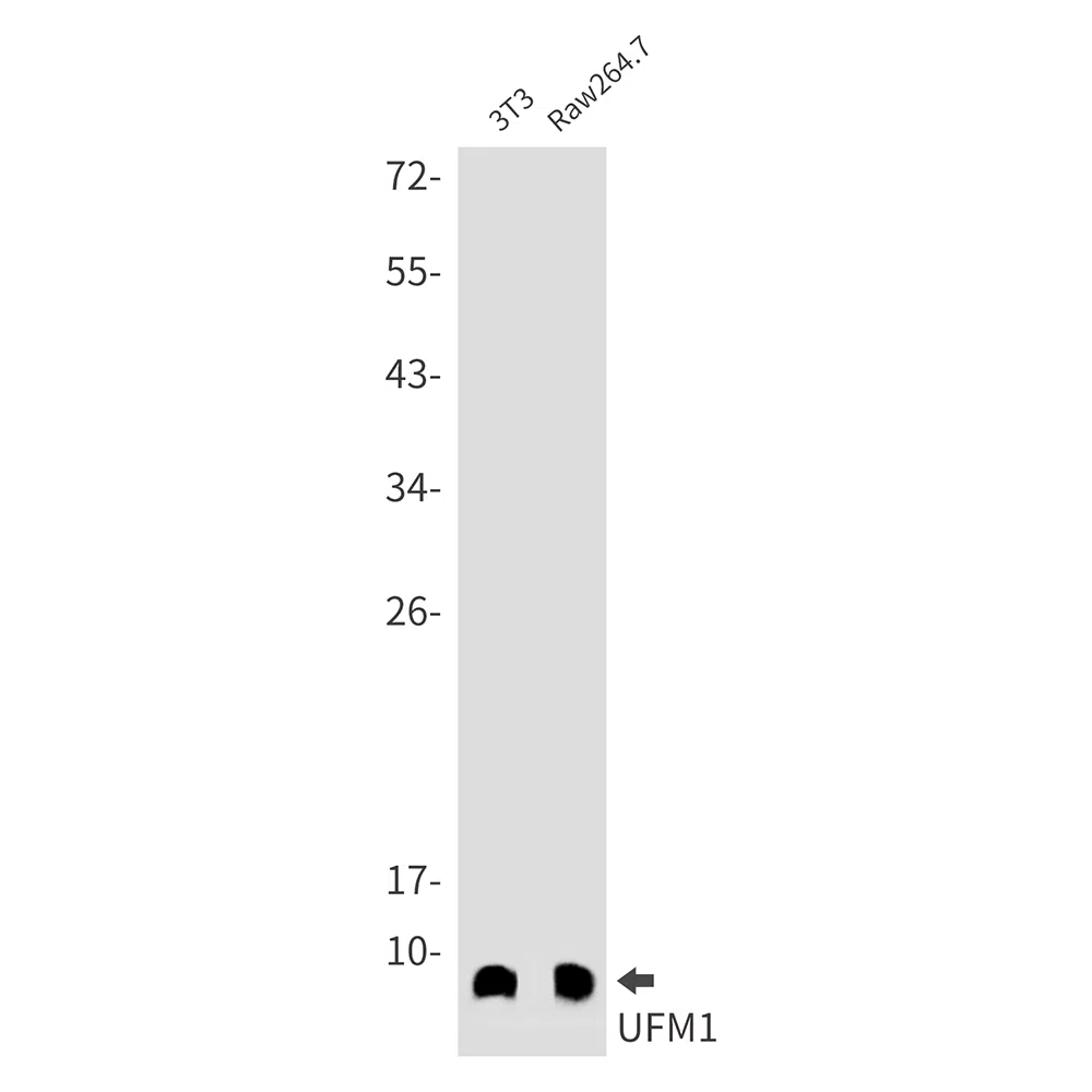 UFM1 Rabbit Monoclonal Antibody - Size: 100µl