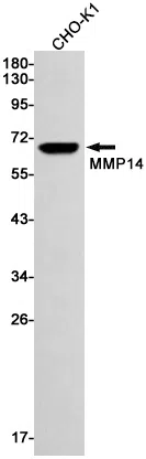 MMP14 Rabbit Monoclonal Antibody - Size: 100µl
