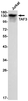 TAF3 Rabbit Monoclonal Antibody - Size: 50µl