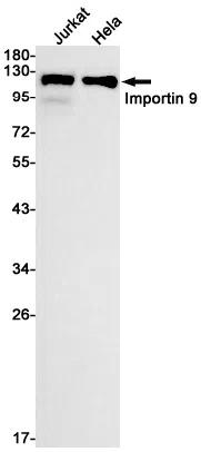 Importin 9 Rabbit Monoclonal Antibody - Size: 50µl