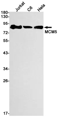 MCM5 Rabbit Monoclonal Antibody