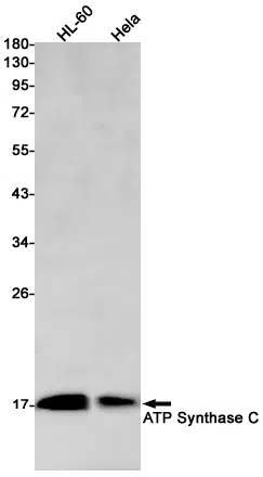 ATP Synthase C Rabbit Monoclonal Antibody - Size: 50µl
