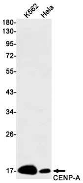 CENPA Rabbit Monoclonal Antibody - Size: 50µl