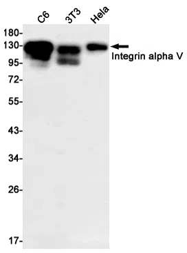 Integrin alpha V Rabbit Monoclonal Antibody - Size: 50µl