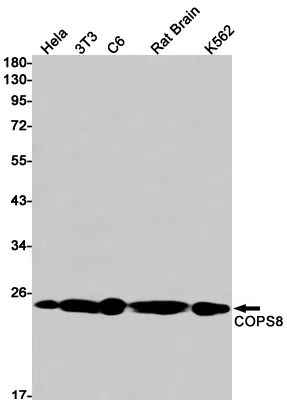 COPS8 Rabbit Monoclonal Antibody - Size: 50µl