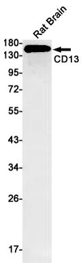 CD13 Rabbit Monoclonal Antibody - Size: 100µl