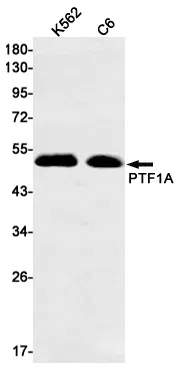 PTF1A Rabbit Monoclonal Antibody