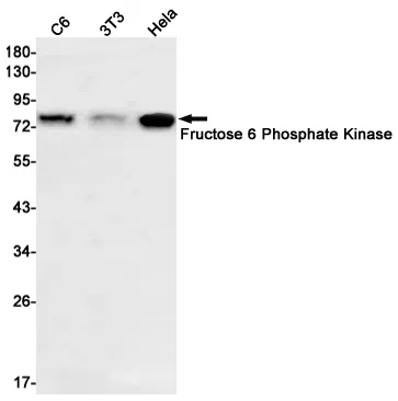 Fructose 6 Phosphate Kinase Rabbit Monoclonal Antibody - Size: 50µl