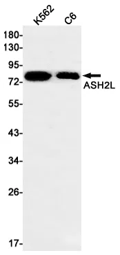 ASH2L Rabbit Monoclonal Antibody - Size: 100µl