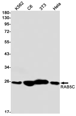 Rab5C Rabbit Monoclonal Antibody - Size: 100µl