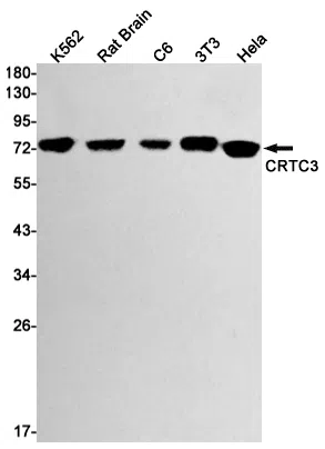 CRTC3 Rabbit Monoclonal Antibody - Size: 100µl