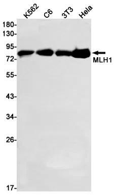 MLH1 Rabbit Monoclonal Antibody - Size: 50µl