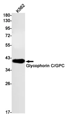 Glycophorin C Rabbit Monoclonal Antibody - Size: 50µl