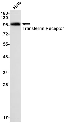 Transferrin Receptor 1 Rabbit Monoclonal Antibody - Size: 100µl