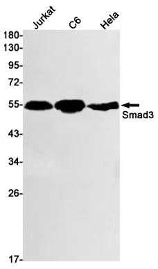 Smad3 Rabbit Monoclonal Antibody - Size: 100µl