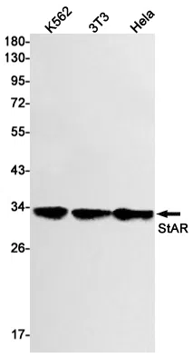 StAR Rabbit Monoclonal Antibody - Size: 50µl