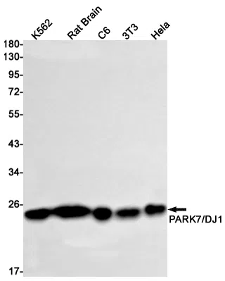 PARK7/DJ1 Rabbit Monoclonal Antibody - Size: 100µl