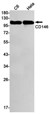 CD146 Rabbit Monoclonal Antibody