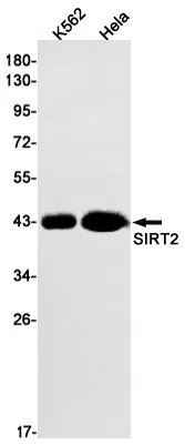 SIRT2 Rabbit Monoclonal Antibody - Size: 50µl