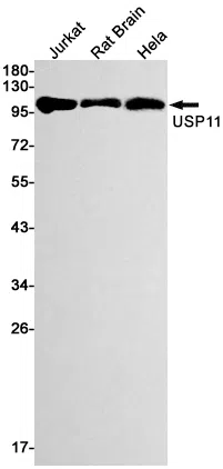 USP11 Rabbit Monoclonal Antibody - Size: 100µl