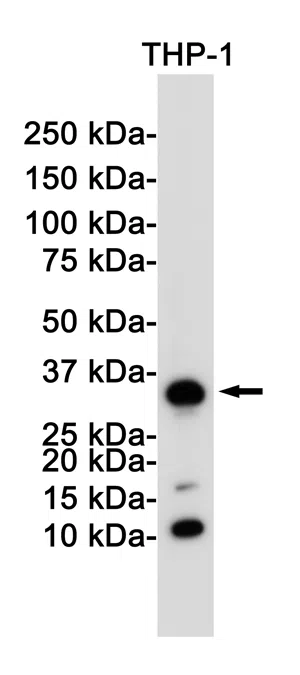 CD8 alpha Rabbit Monoclonal Antibody - Size: 100µl
