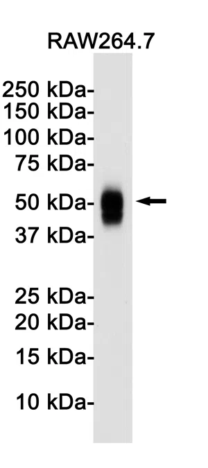 CD63 Rabbit Monoclonal Antibody