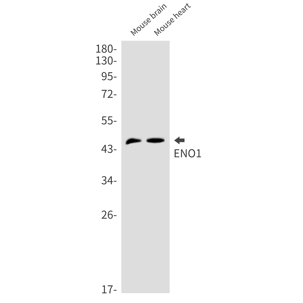 ENO1 Rabbit Monoclonal Antibody - Size: 50µl
