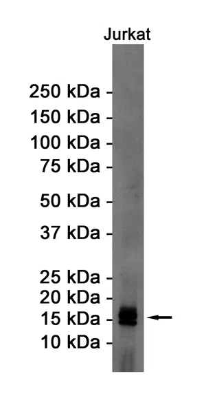 eIF5A Rabbit Monoclonal Antibody - Size: 100µl