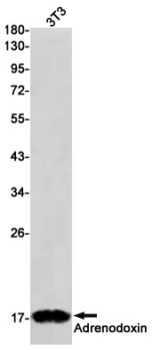 Adrenodoxin Rabbit Monoclonal Antibody - Size: 100µl
