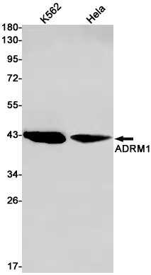 ADRM1 Rabbit Monoclonal Antibody - Size: 100µl