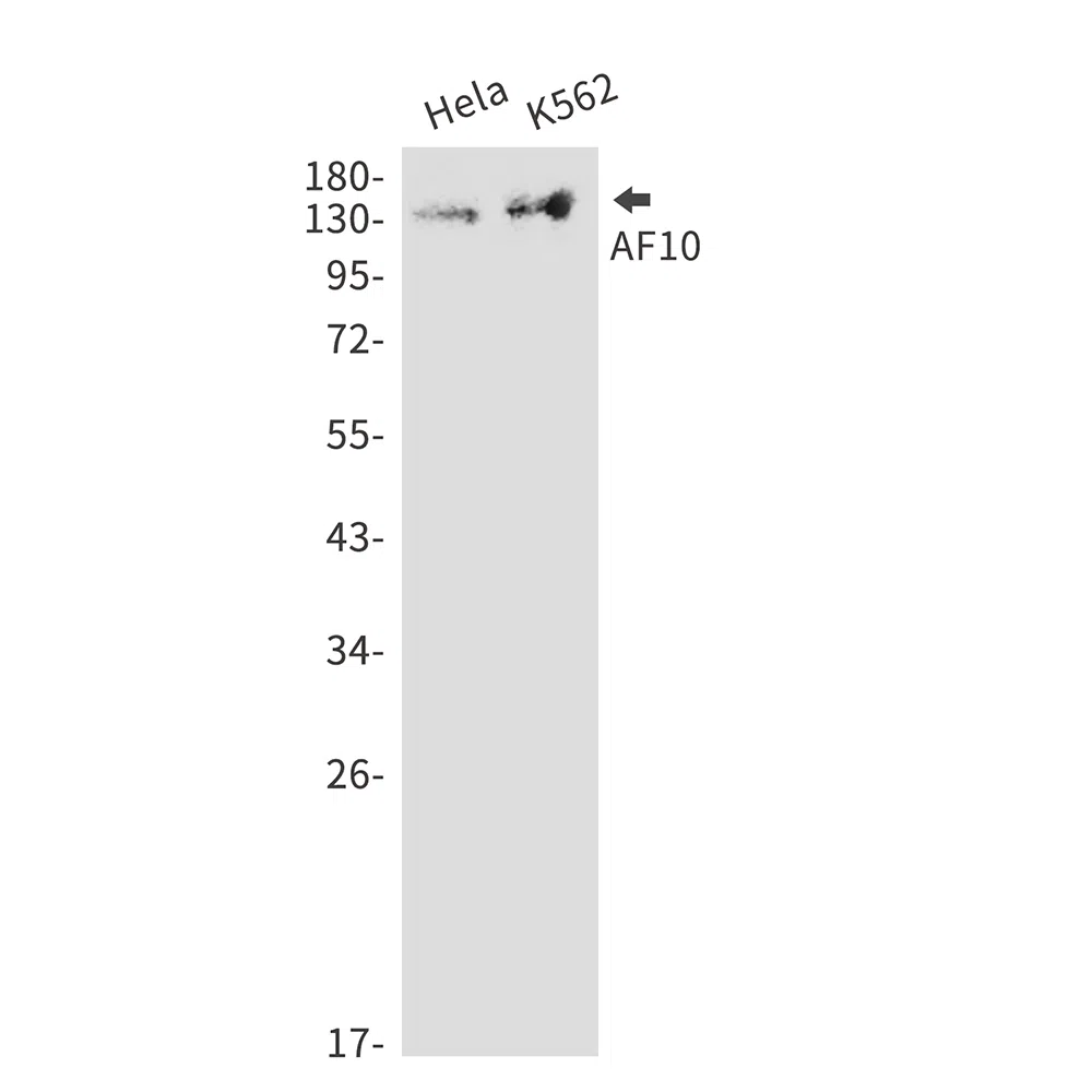 AF10 Rabbit Monoclonal Antibody - Size: 100µl