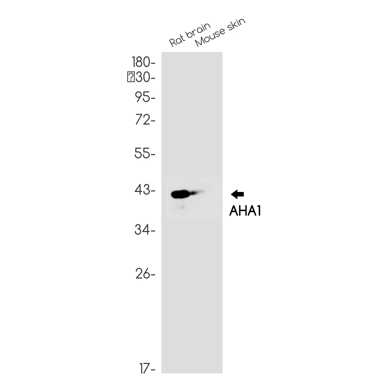 AHA1 Rabbit Monoclonal Antibody - Size: 100µl