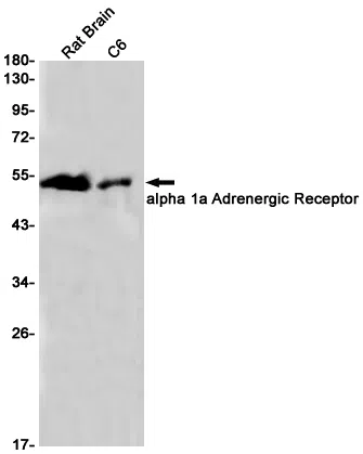 alpha 1a Adrenergic Receptor Rabbit Monoclonal Antibody - Size: 100µl