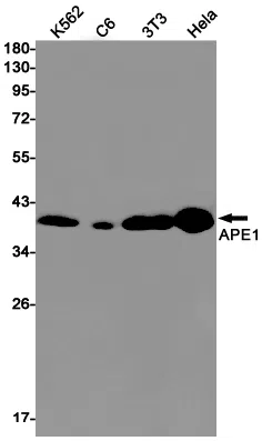 APE1 Rabbit Monoclonal Antibody - Size: 100µl